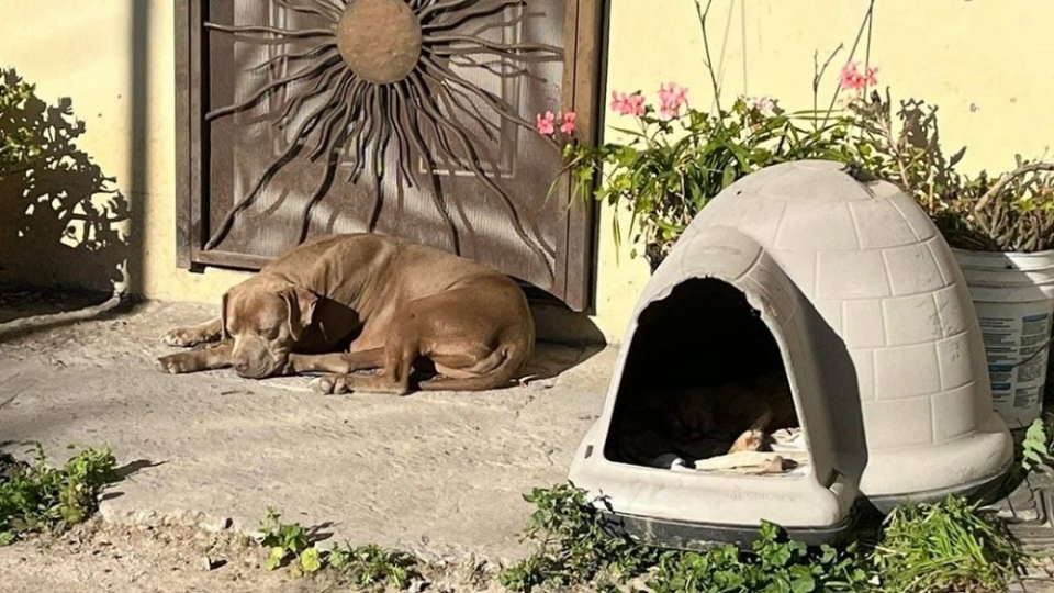 Chato waited for its owner Lourdes Maldonado Lopez’s return in front of her house at Tijuana, in the Mexican state of Baja California, not knowing Lopez had been assassinated Sunday. — Picture via Facebook/ Dev George