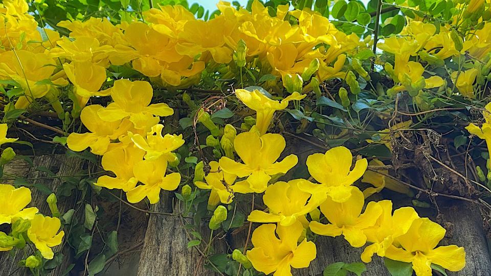 Cat’s Claw Vine