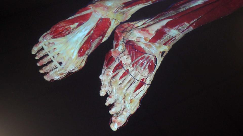 Foot and ankle musculature, tendons and ligaments displayed on an Anatomage table in Providence College's new school of nursing.