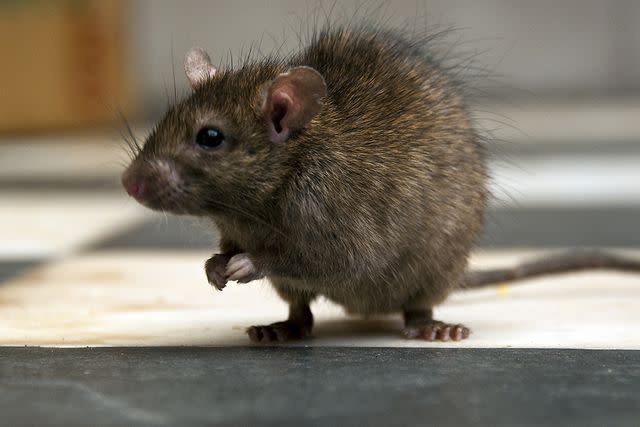 <p>Getty Images</p> A stock photo of a rat