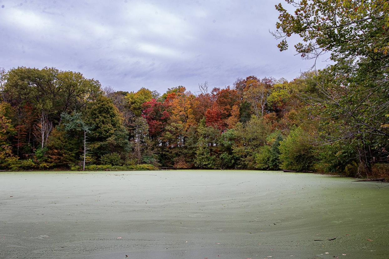 Janey Newton's 62 acres of farmland in Oldham County includes natural wetlands, which recently lost protections under the EPA due to a Supreme Court ruling earlier this year that limited the scope of the Clean Water Act. Oct. 24, 2023