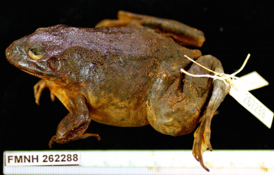 The mummy of a bullfrog that naturally mummified in Niger. <cite>Copyright Aquila Wilks/The Field Museum</cite>