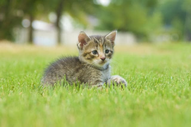 A kitten plays in the backyard of a home.