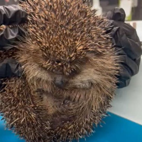 Hedgehog with balloon syndrome being held by someone wearing black gloves