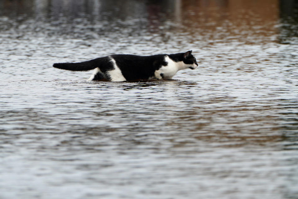 A cat walks through a flooded street after Hurricane Florence struck Piney Green, North Carolina.