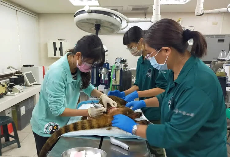 動物園緊急救治遭攻擊浣熊。動物園提供