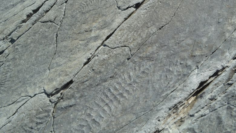 Locals say they're being overlooked for jobs at Mistaken Point site