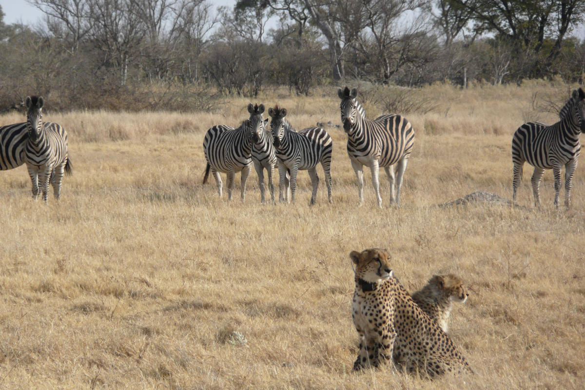 How Climate Change is causing Cheetahs to Adapt and Increase Nocturnal Activity, Leading to Potential Conflicts among Africa’s Big Cats