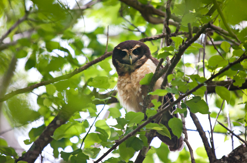 Una de las aves que regresaron a su hábitat natural gracias a la reforestación. (Instituto Terra).