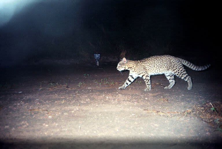 Otro registro del gato montés