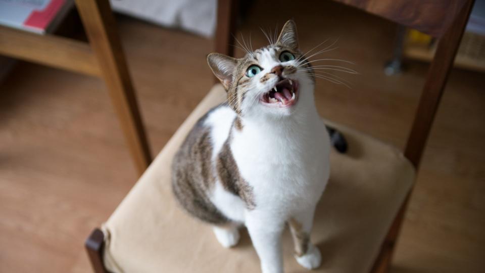 Cat sitting on chair meowing