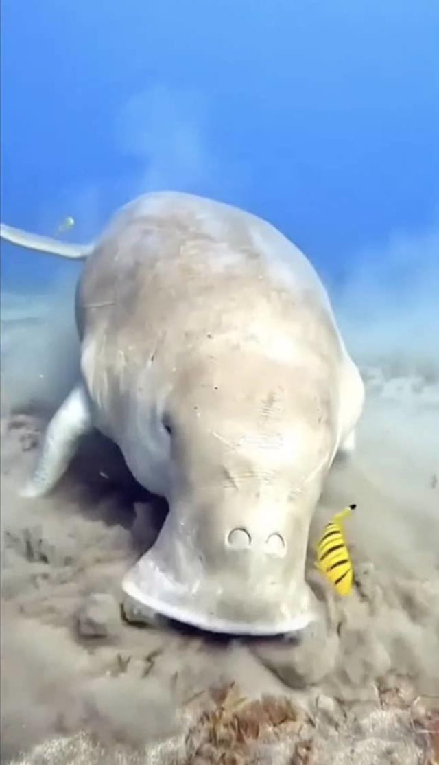 Real Weird Sea Animals Found