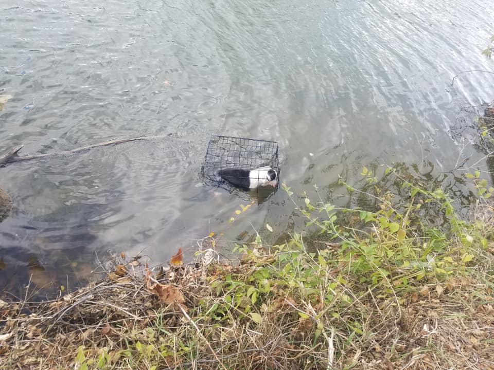 A dog pictured cage and floating in a lake.