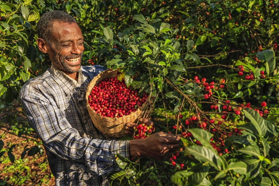 Seorang petani memanen biji kopi.