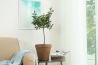 <p>Plant parents love trendy olive trees for their sophisticated flair, but keeping them alive doesn't come easy. They do best when placed near a south-facing window with loads of sun, and they thrive with soil that drains easily. </p><p><a class="link " href="https://go.redirectingat.com?id=74968X1596630&url=https%3A%2F%2Fwww.shopterrain.com%2Fproducts%2Farbequina-olive-tree&sref=https%3A%2F%2Fwww.goodhousekeeping.com%2Fhome%2Fgardening%2Fg32490113%2Fbest-aesthetic-plants%2F" rel="nofollow noopener" target="_blank" data-ylk="slk:SHOP NOW;elm:context_link;itc:0;sec:content-canvas">SHOP NOW</a></p>