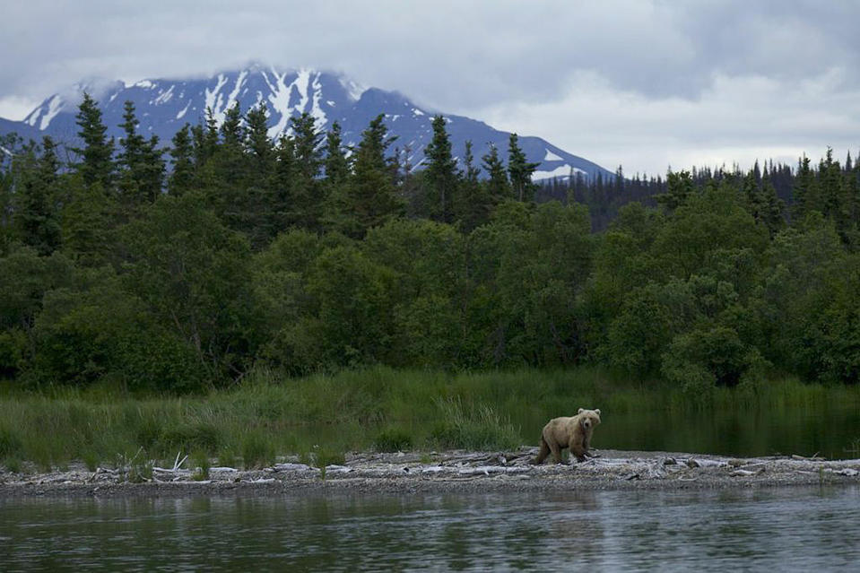 In this July 2012 photo provided by Roy Wood and explore.org, a bear is seen at Brooks Camp in Katmai National Park and Preserve, Alaska. The stars of a widely popular Internet series are ready for their second season. The stars in this show are the grizzly bears of Katmai National Park, and they will be coming to a small screen near you with more cameras and different angles as they fight to get a bounty of salmon before winter sets in. (AP Photo/Roy Wood and explore.org)