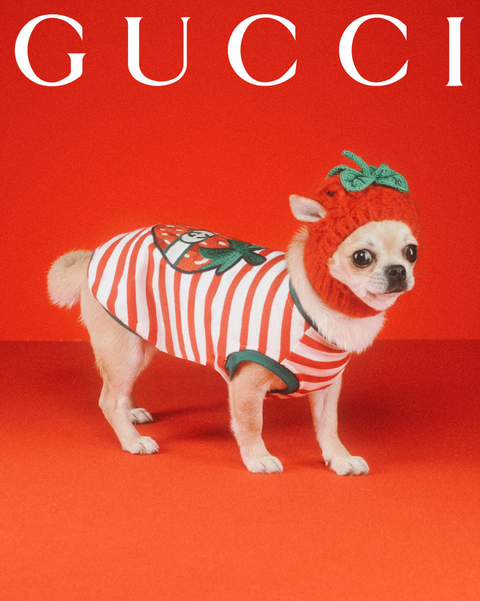 Gucci campaign featuring new pet accessories. - Credit: Max Siedentopf, courtesy of Gucci.