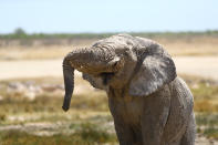 <p>An elephant opens his mouth as he moves up a grassy knoll after an afternoon cool-down at the Batia watering hole in Etosha National Park. (Photo: Gordon Donovan/Yahoo News) </p>