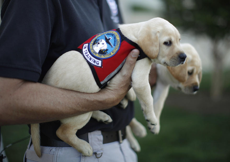 Labrador puppies "Hoey" (L) and "Hatton", named in honor of September 11, 2001 attack victims Patrick Hoey and Lenny Hatton who died in the World Trade Center, are pictured on the grounds of the Pentagon near Washington, June 28, 2011. The dogs are part of the Transportation and Security Administration (TSA)'s Puppy Program where young dogs are raised to be used as future bomb sniffers at air cargo facilities nationwide. The tenth anniversary of the September 11, 2001 attacks will be commemorated this year. (REUTERS/Jason Reed)