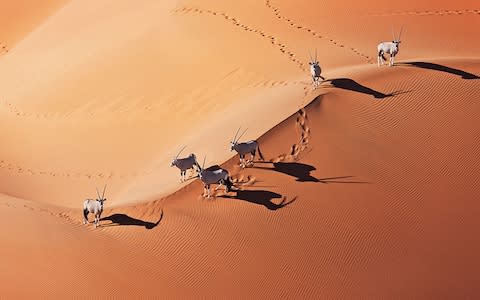 Oryx gazella in the Namib desert - Credit: Martin Harvey