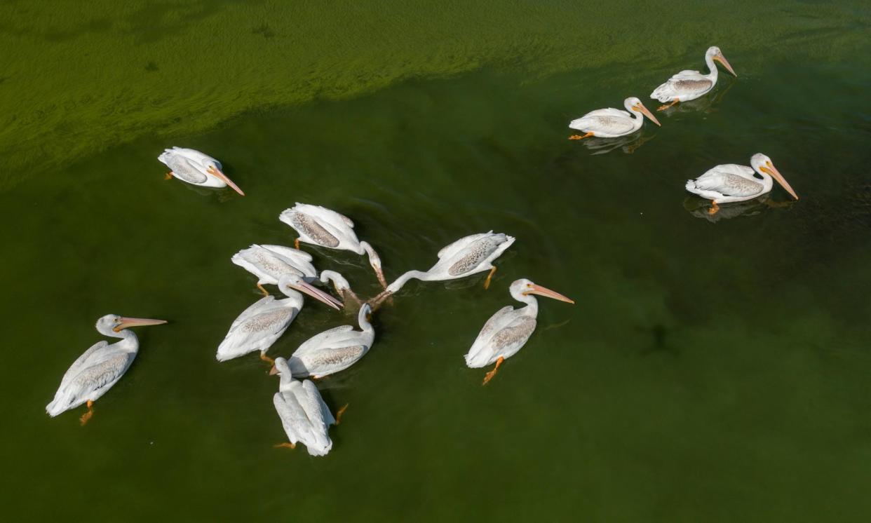 <span>White pelicans feeding during an algal bloom of cyanobacteria in Lake Elsinore, California.</span><span>Photograph: David McNew/Getty Images</span>