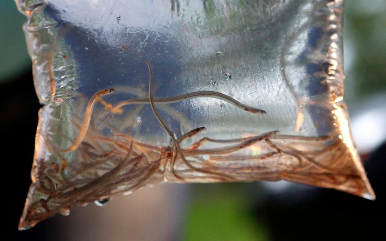 In this May 25, 2017, photo, baby eels swim in a plastic bag after being caught near Brewer, Maine. (Robert F. Bukaty/Associated Press - image credit)