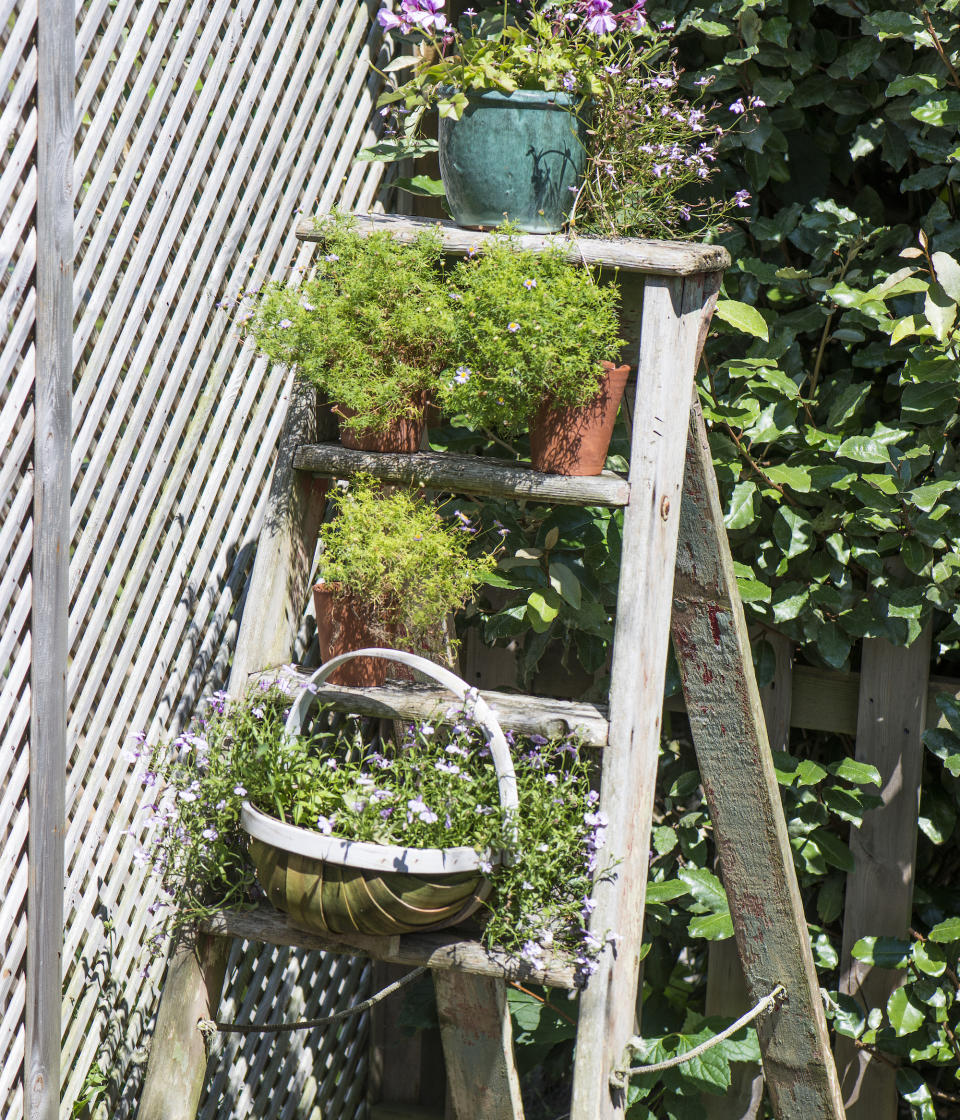 Repurpose an old step ladder to display plants