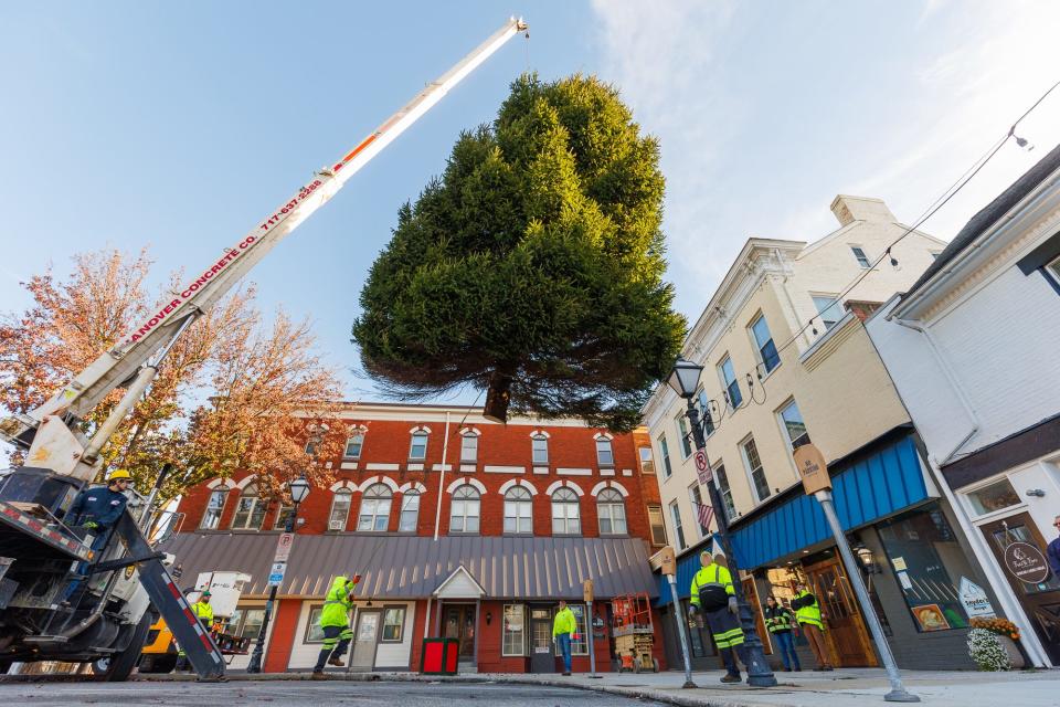Hanover Borough public works crews, along with a crane from Hanover Concrete, work to move the 2023 Hanover Christmas tree into place, Wednesday, Nov. 15, 2023, in Hanover Borough.
