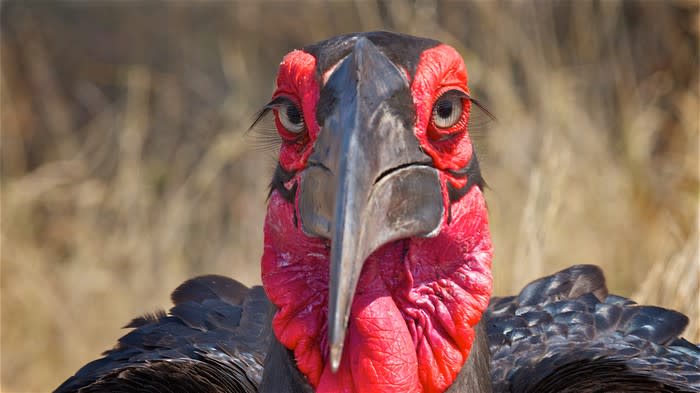 Turkey gazing at the camera.