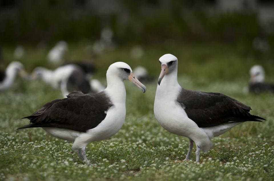 <p>Getty</p> Stock phoos of Laysan Albatross