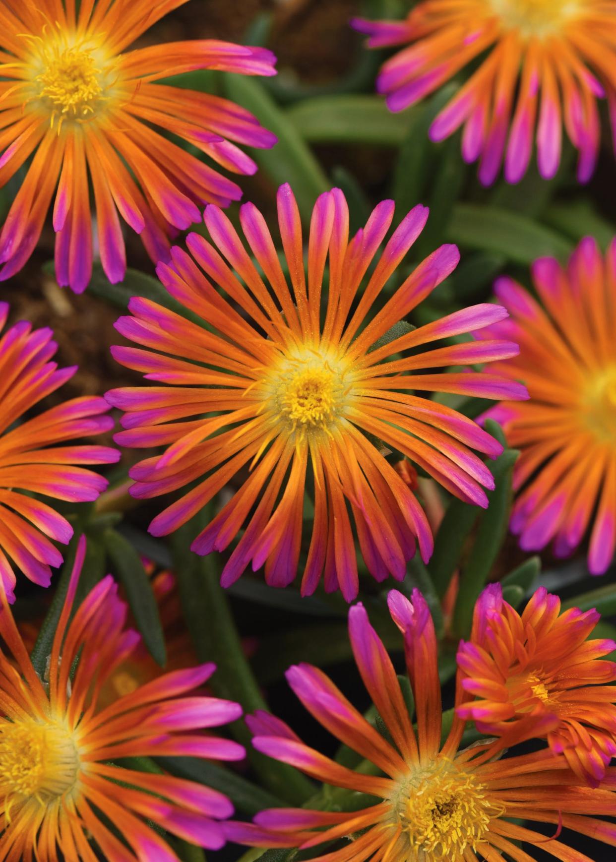 The brightly-colored Ocean Sunset Orange Glow delosperma is an option for a "horti-futurism" garden.