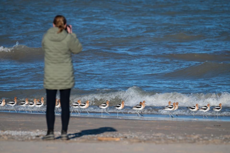 A photographer captures images of American avocets April 24 on Bradford Beach in Milwaukee. Photographers and others can stress birds by approaching too closely. Audubon recommends keeping 100 feet away from shorebirds.