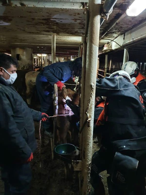 Veterinarians examine cattle on board of livestock ship "Karim Allah\