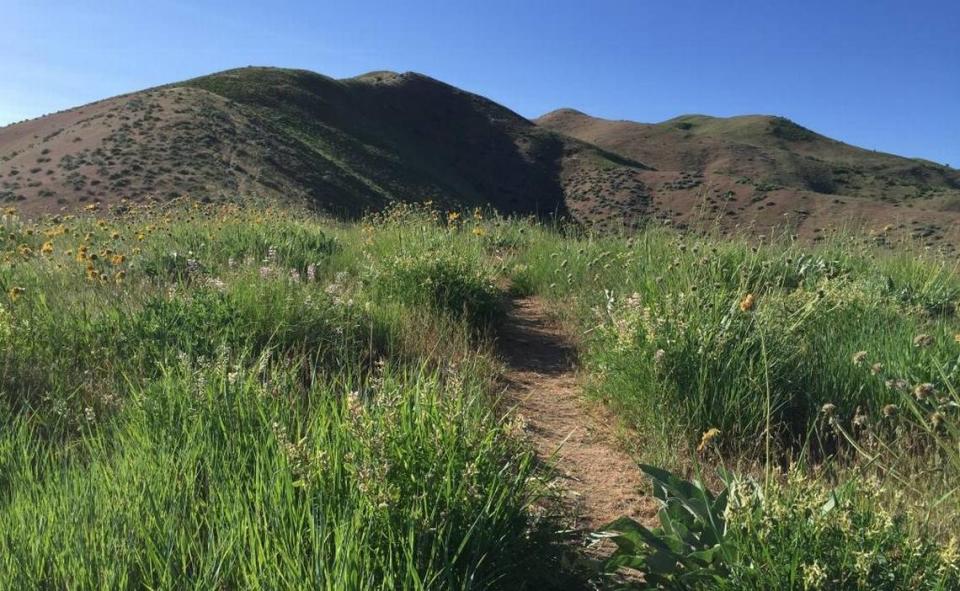 The well-worn trail to the Cervidae summit is easy to follow.