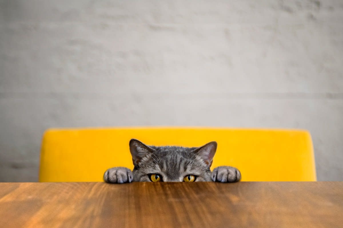 A gray cat peeks its eyes over a wooden table while standing on a yellow chair. 