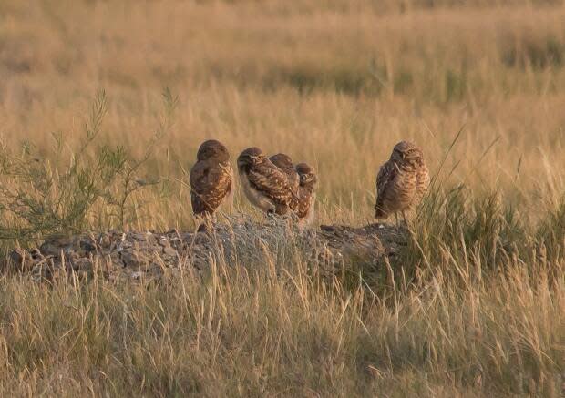 Dale Hjertaas met Prince Philip at the opening of Operation Burrowing Owl in 1987. 