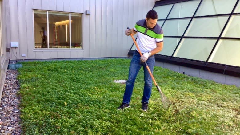 A rooftop meadow: Charlottetown contractor wants to see more green roofs