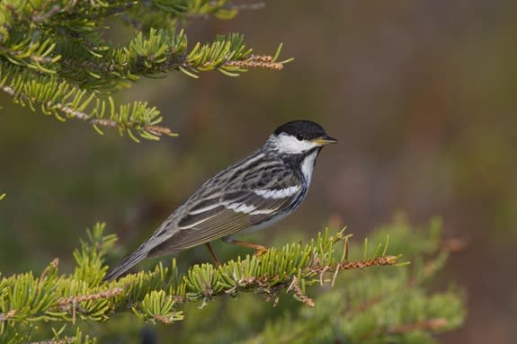 A male blackpoll warbler.