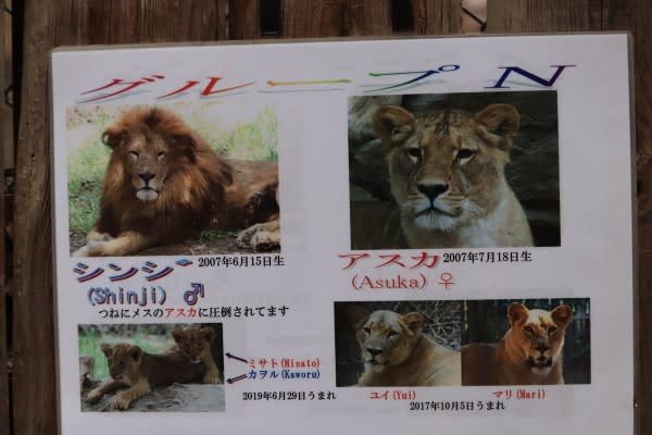 日本群馬動物園小獅子翻肚瞇眼睡姿超萌　網笑：貓咪無誤！