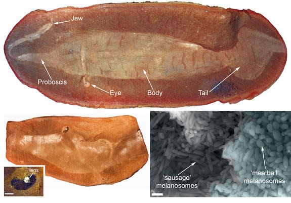 An microscopic image of Tully monster's peculiar eyes.