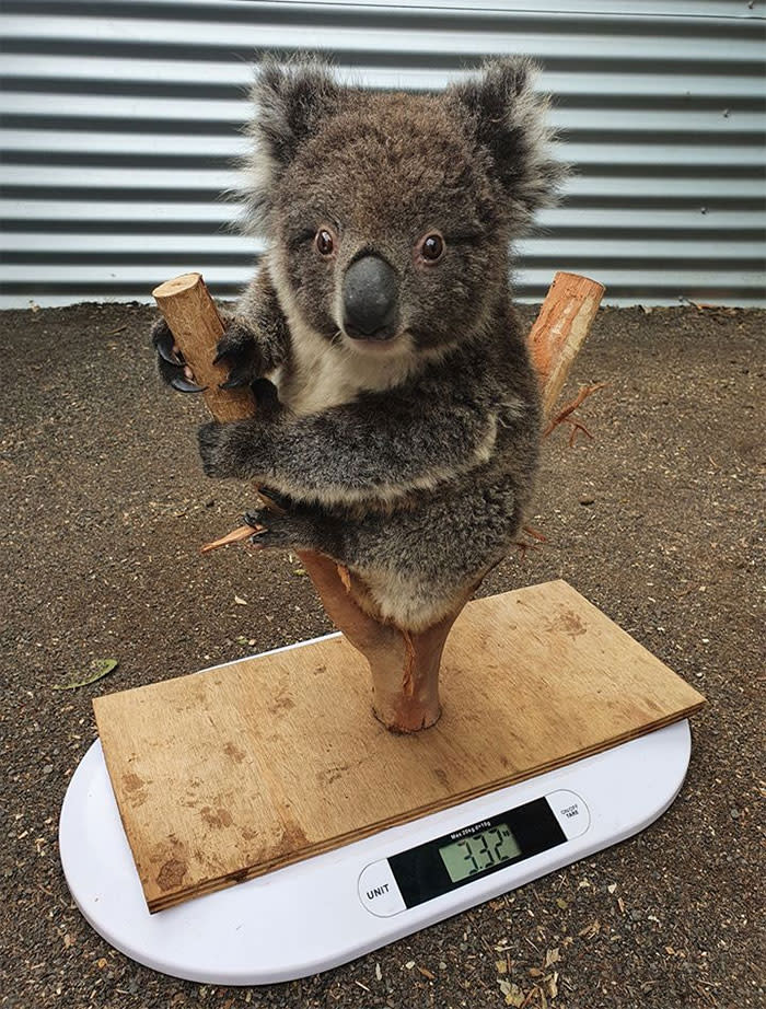 Un koala sobre una rama es pesado en un centro de rescate de estos animales. (Facebook/<a href="https://www.facebook.com/100354414864771/photos/a.101752544724958/134166664816879/?type=3&theater" rel="nofollow noopener" target="_blank" data-ylk="slk:Kangaroo Island Koala and Wildlife Rescue Centre;elm:context_link;itc:0;sec:content-canvas" class="link ">Kangaroo Island Koala and Wildlife Rescue Centre</a>).