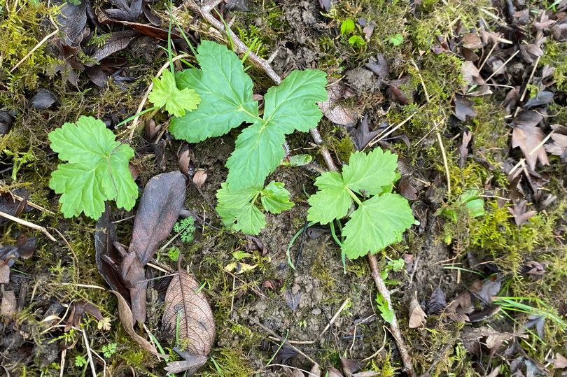 Undated handout photo issued by the Wildlife and Countryside Link of giant hogweed plants, which contain sap that can cause burns to skin. They are an example of an invasive species, which the organisation warn are one of the biggest threat to the UK environment.