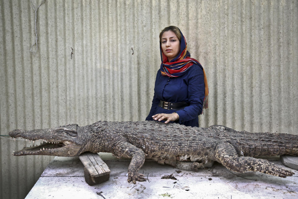 In this Tuesday, April 22, 2014 photo, Iranian entrepreneur Mojgan Roostaei poses for a photograph with a taxidermic crocodile at her crocodile breeding farm on the southern Persian Gulf island, Qeshm in Iran. Roostaei’s first-of-its-kind crocodile farm on this southern Persian Gulf island is one of the more eccentric examples of Iranians supporting the Islamic Republic’s plan of pursuing an "economy of resistance,” which aims to create jobs and counter biting sanctions by building up a broader range of exports. (AP Photo/Ebrahim Noroozi)