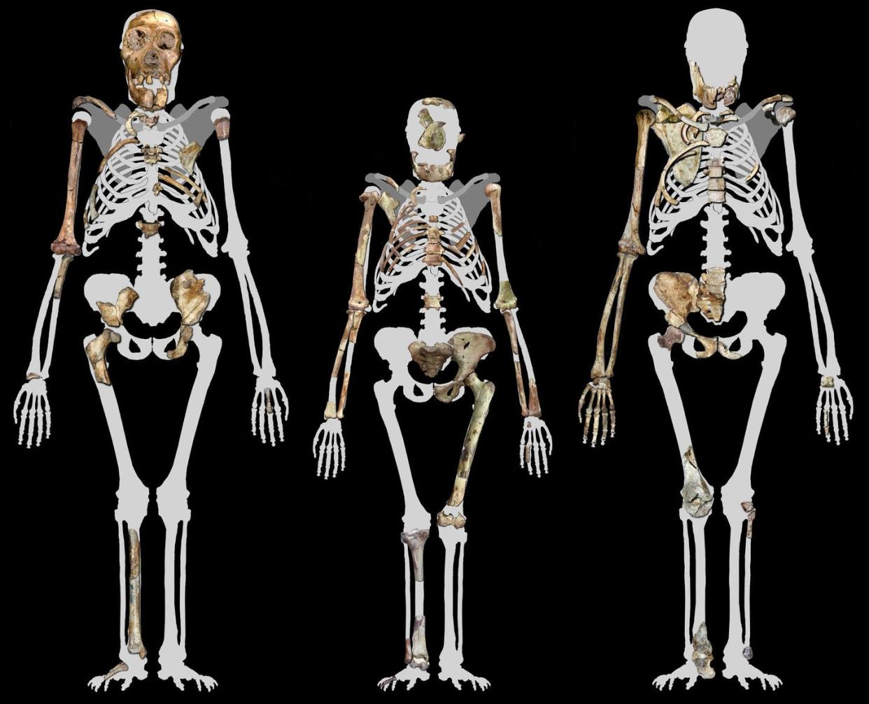 <span class="caption">Three upright walkers, including Lucy (center) and two specimens of *Australopithecus sediba*, a human ancestor from South Africa dating back nearly 2 million years.</span> <span class="attribution"><a class="link " href="https://upload.wikimedia.org/wikipedia/commons/6/6e/Australopithecus_sediba_and_Lucy.jpg" rel="nofollow noopener" target="_blank" data-ylk="slk:Image compiled by Peter Schmid and courtesy of Lee R. Berger/Wikimedia Commons;elm:context_link;itc:0;sec:content-canvas">Image compiled by Peter Schmid and courtesy of Lee R. Berger/Wikimedia Commons</a>, <a class="link " href="http://creativecommons.org/licenses/by-sa/4.0/" rel="nofollow noopener" target="_blank" data-ylk="slk:CC BY-SA;elm:context_link;itc:0;sec:content-canvas">CC BY-SA</a></span>