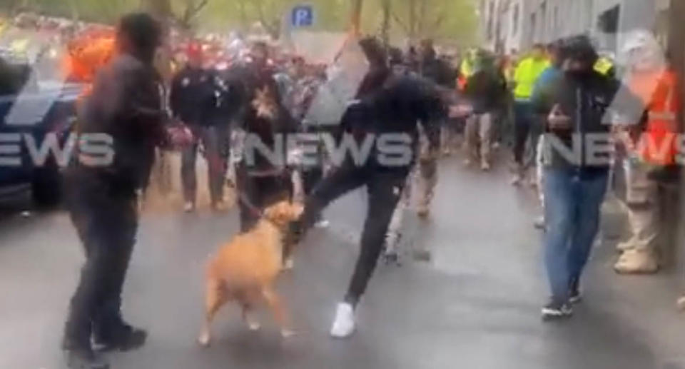 Man kicks dog amid protest. Source: Twitter/Paul_dowsley/7news