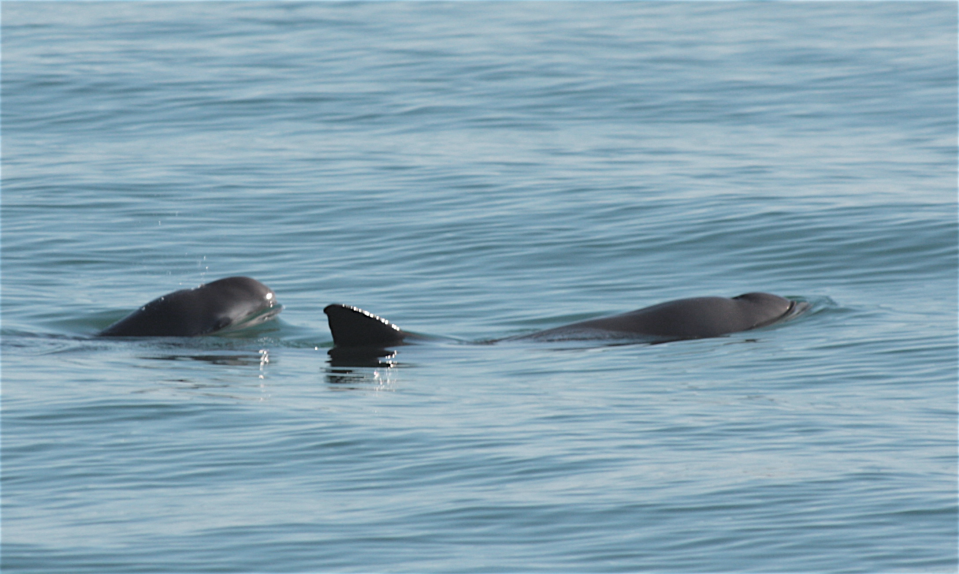 Two vaquita seen above the water in the Gulf of California.