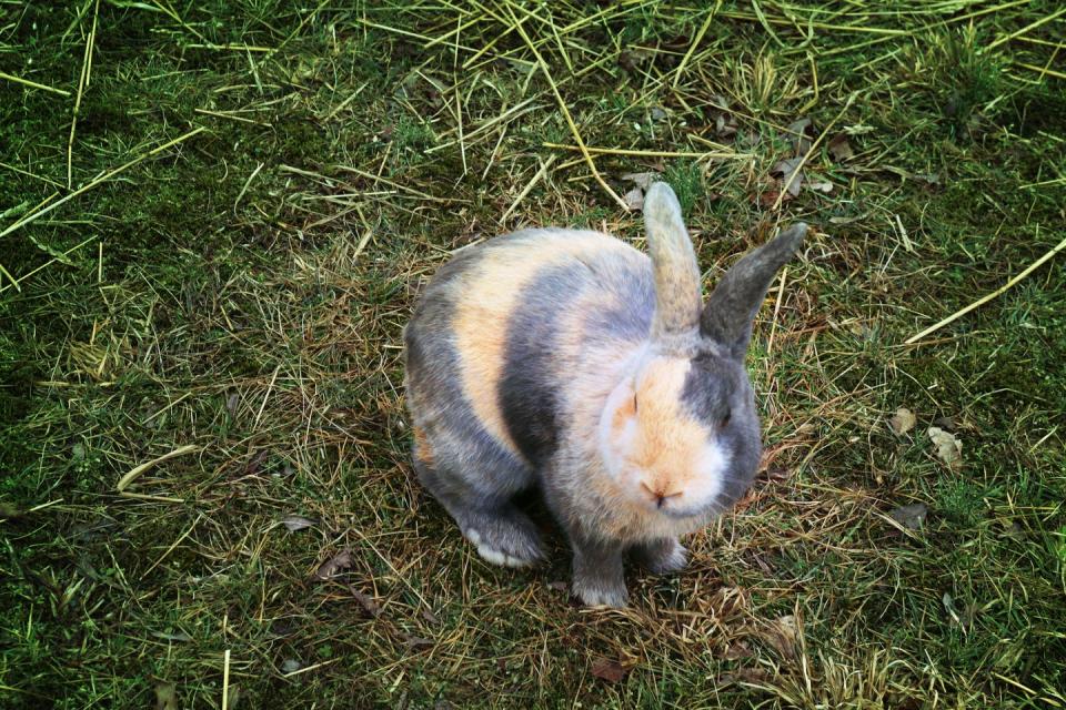 cute orange and white fuzzy tiny rabbit sitting outside facing camera