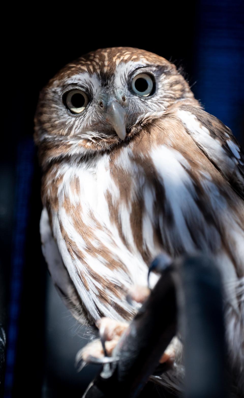 A pygmy-owl, February 18, 2022, in its enclosure in the Multi-Species Conservation Support Center at the Phoenix Zoo, 455 N. Galvin Parkway, Phoenix, Arizona.