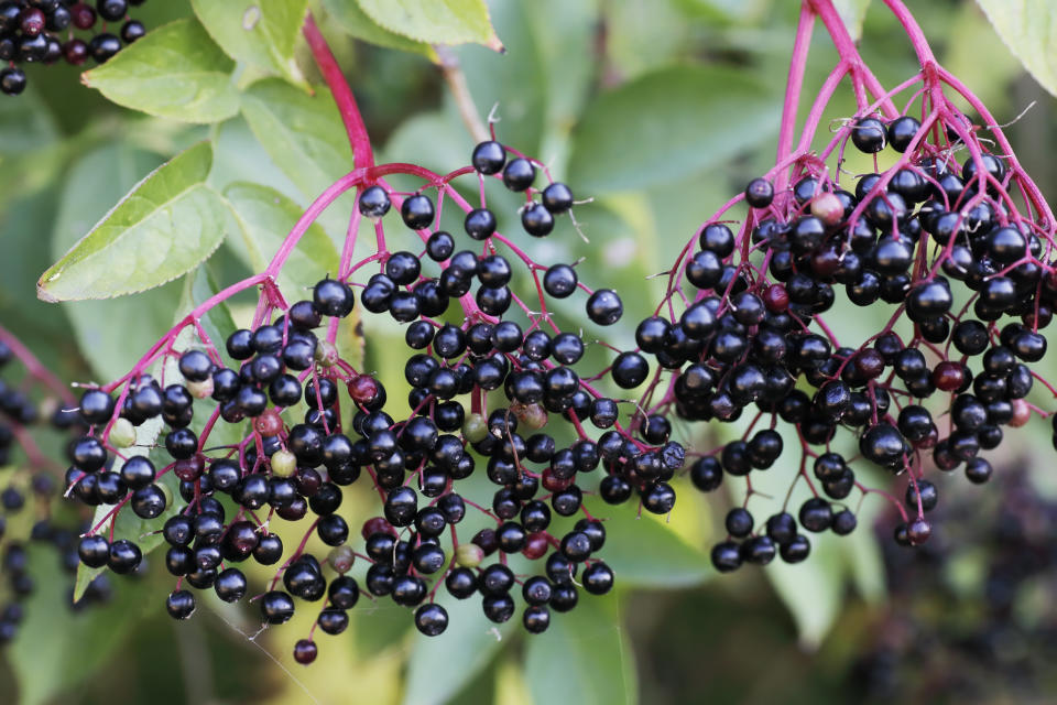 The elderflowers develop into these deep purple elderberries. (Photo: Mantonature via Getty Images)