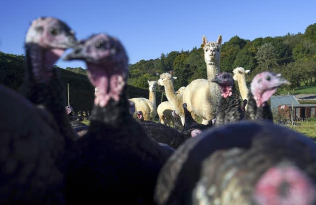 Alpacas guard turkeys on farm